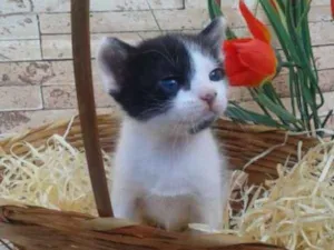 Gato raça Não definida idade Abaixo de 2 meses nome Mimos