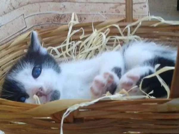 Gato ra a Não definida idade Abaixo de 2 meses nome Mimos