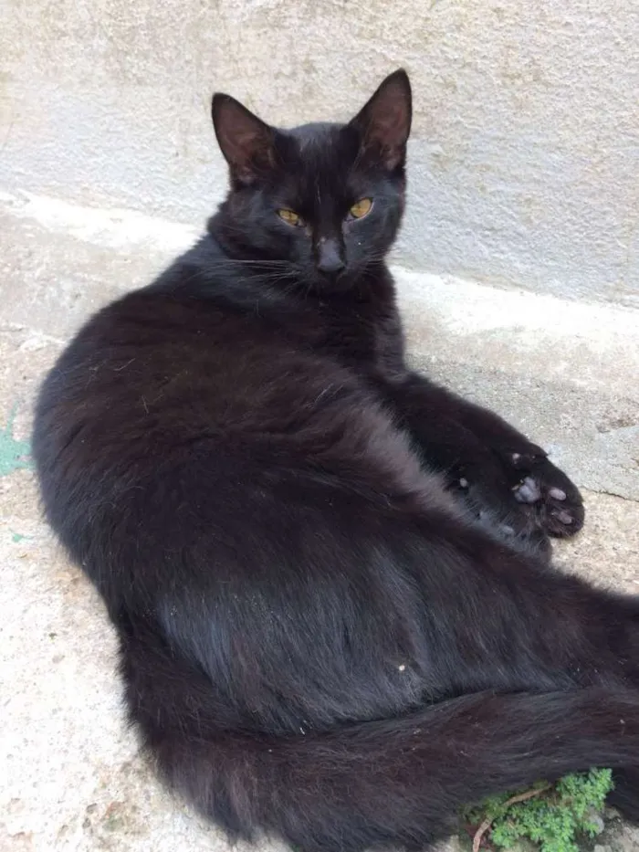 Gato ra a  idade 7 a 11 meses nome Radú