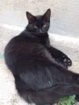 Radú