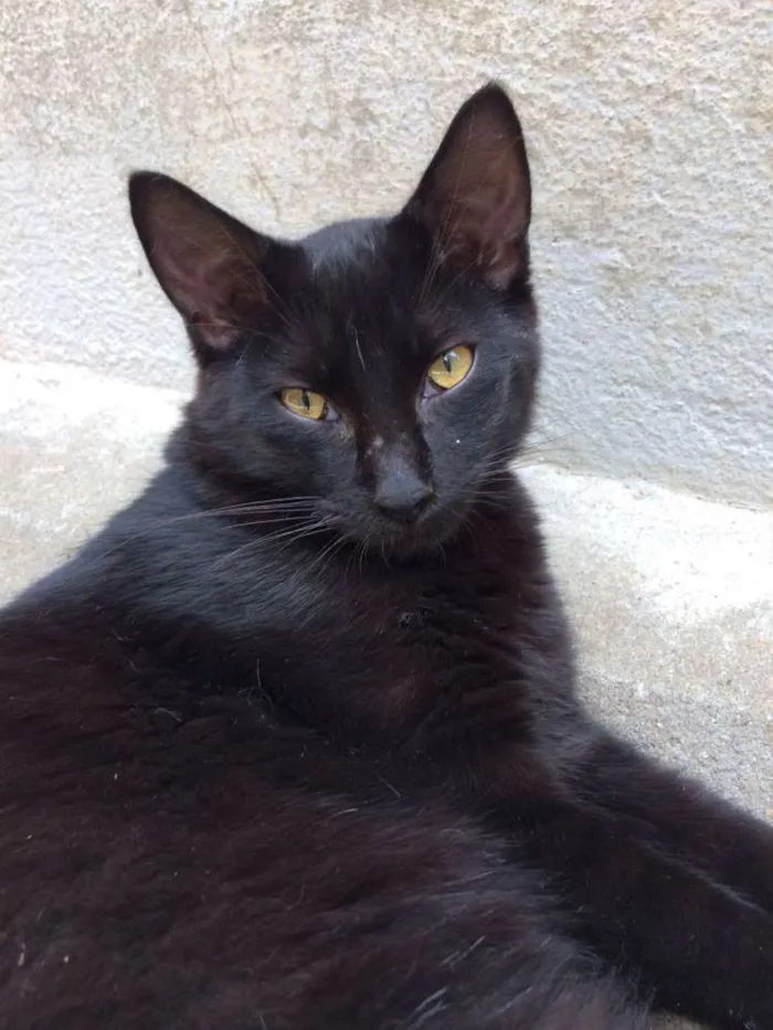 Gato ra a  idade 7 a 11 meses nome Radú