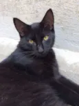 Radú
