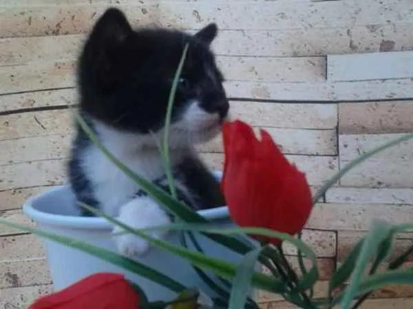 Gato ra a  idade Abaixo de 2 meses nome Fofos