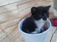Fofos