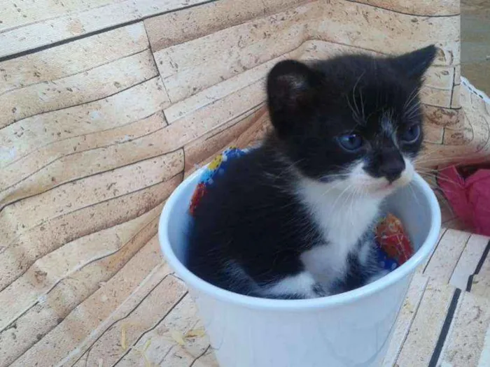 Gato ra a  idade Abaixo de 2 meses nome Fofos