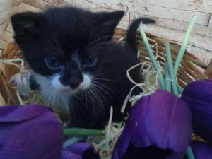 Gato raça  idade Abaixo de 2 meses nome Fofos