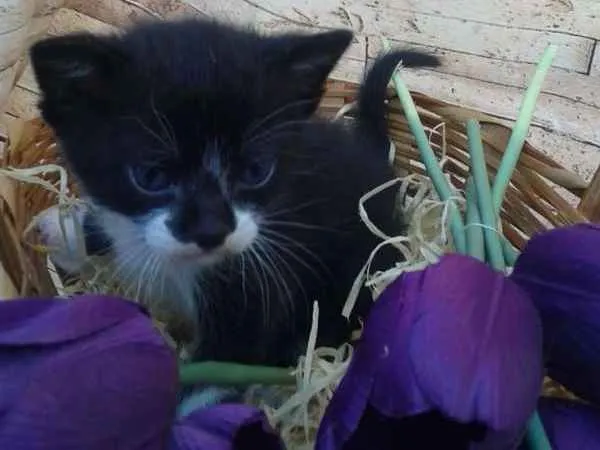Gato ra a  idade Abaixo de 2 meses nome Fofos