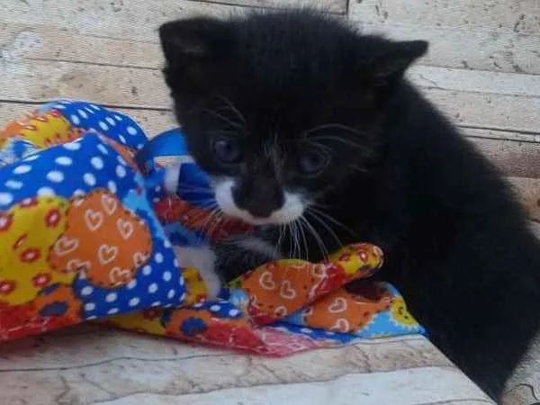 Gato ra a  idade Abaixo de 2 meses nome Fofos