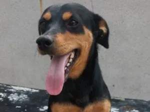 Cachorro raça Srd idade 2 anos nome Yume