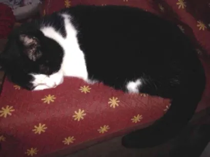 Gato raça gata castrada sem raça definid idade 4 anos nome bibiana