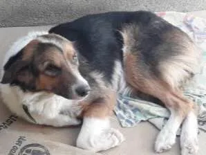 Cachorro raça Raciada com labrador idade 3 anos nome Mel