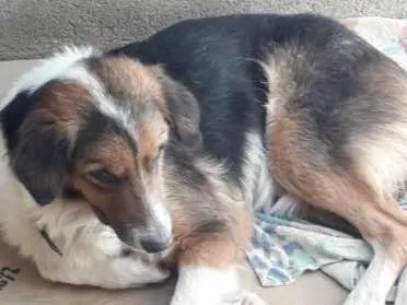 Cachorro raça Raciada com labrador idade 3 anos nome Mel