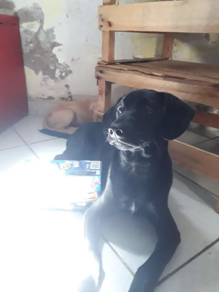 Cachorro raça Labrador com vira lata idade 7 a 11 meses nome Thor