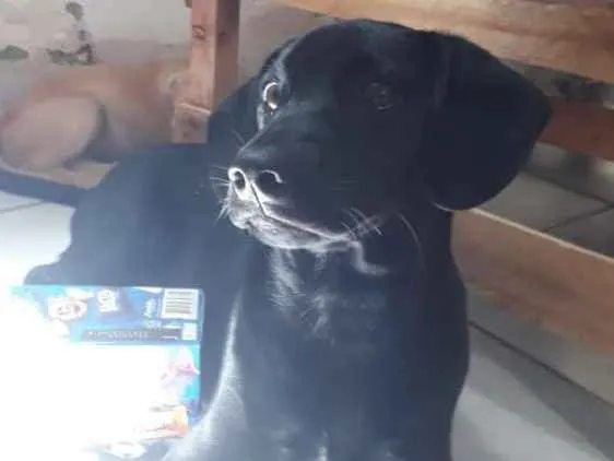 Cachorro raça Labrador com vira lata idade 7 a 11 meses nome Thor