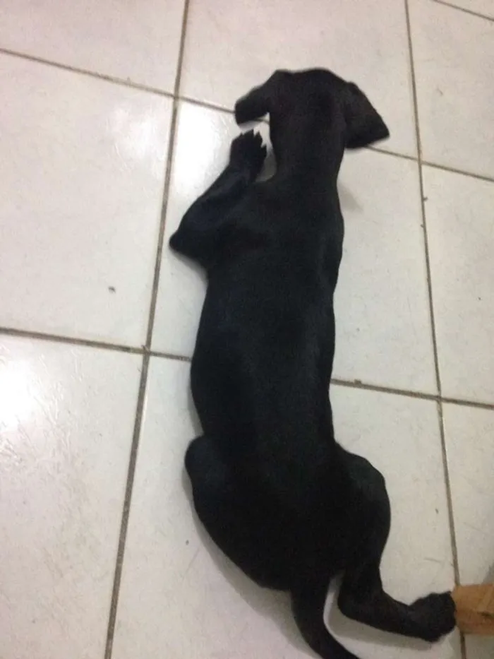 Cachorro raça Labrador com vira lata idade 7 a 11 meses nome Thor