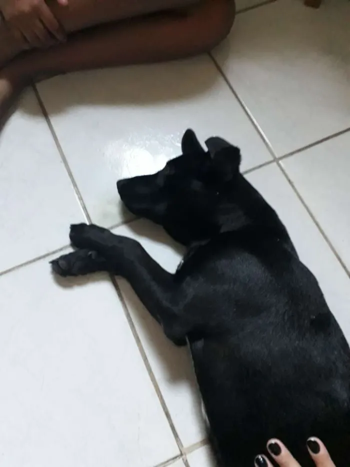 Cachorro raça Labrador com vira lata idade 7 a 11 meses nome Thor