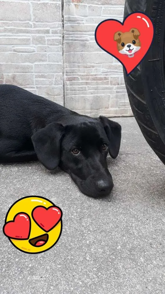 Cachorro raça Labrador com vira lata idade 7 a 11 meses nome Thor