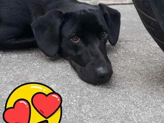 Cachorro raça Labrador com vira lata idade 7 a 11 meses nome Thor
