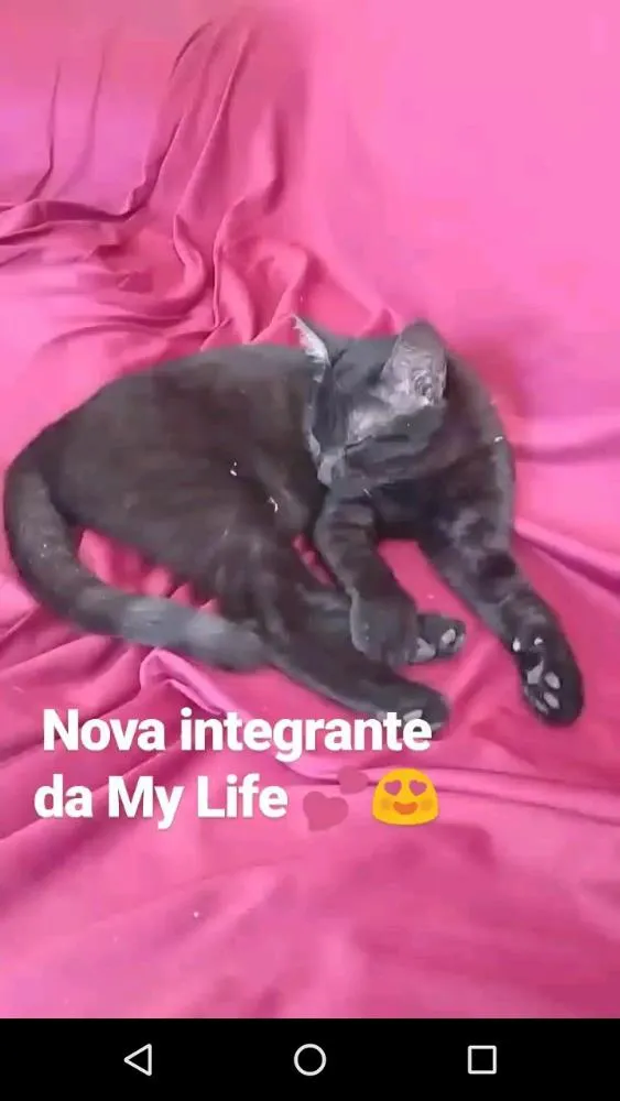 Gato raça Angorá idade 2 a 6 meses nome Jade