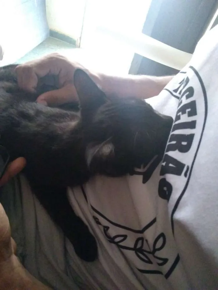 Gato raça Angorá idade 2 a 6 meses nome Jade