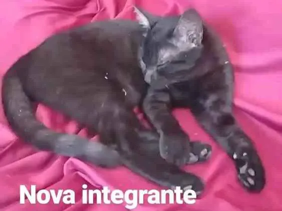 Gato raça Angorá idade 2 a 6 meses nome Jade