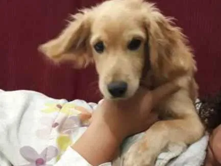 Cachorro raça cocker spaniel com vira lata idade 7 a 11 meses nome Zeus