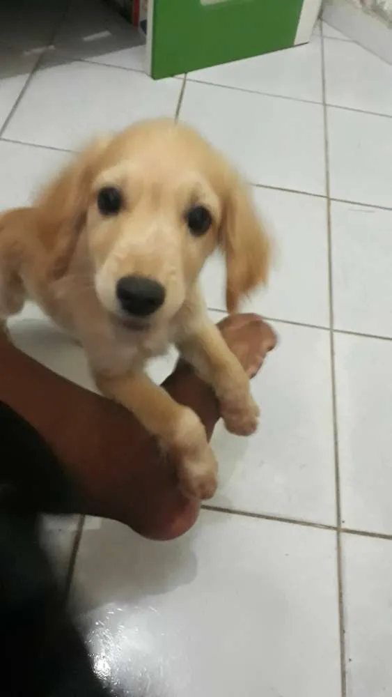 Cachorro raça cocker spaniel com vira lata idade 7 a 11 meses nome Zeus