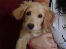 Cachorro raça cocker spaniel com vira lata idade 7 a 11 meses nome Zeus