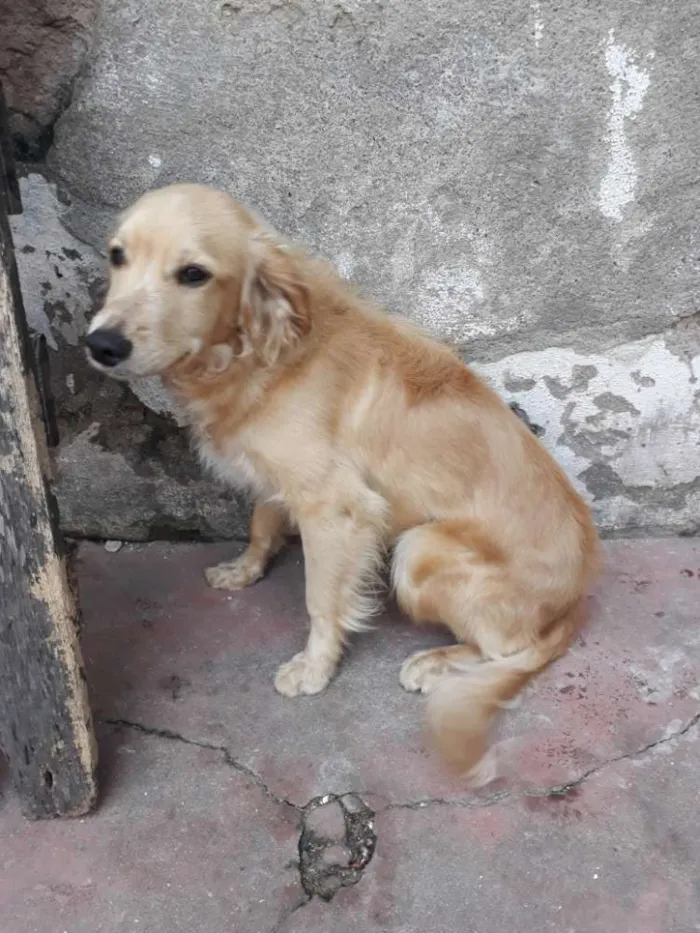 Cachorro raça cocker spaniel com vira lata idade 7 a 11 meses nome Zeus