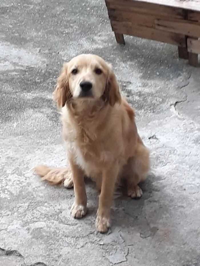Cachorro raça cocker spaniel com vira lata idade 7 a 11 meses nome Zeus