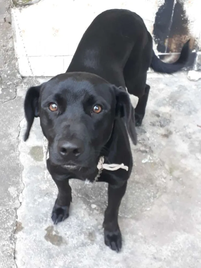Cachorro raça Labrador com vira lata idade 7 a 11 meses nome Thor