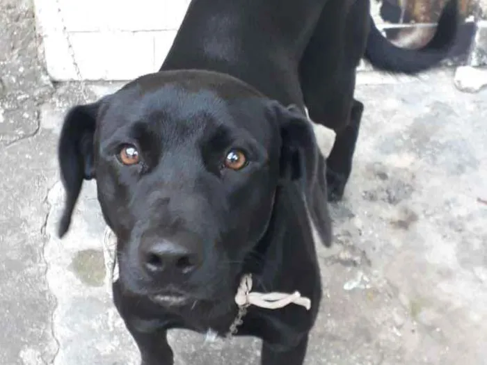 Cachorro raça Labrador com vira lata idade 7 a 11 meses nome Thor