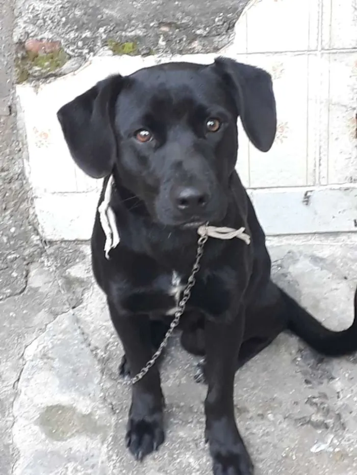 Cachorro raça Labrador com vira lata idade 7 a 11 meses nome Thor