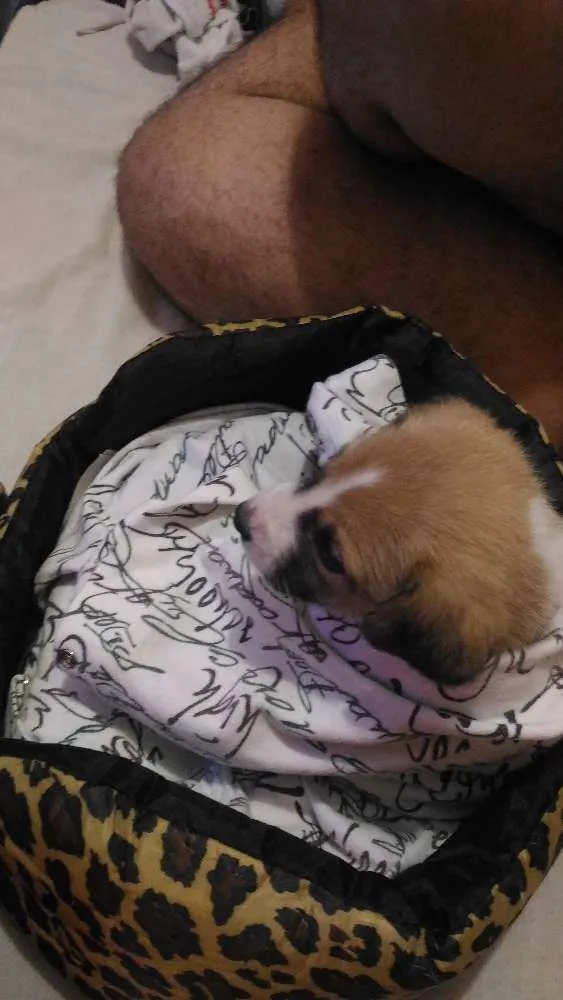 Cachorro ra a Srd idade 2 a 6 meses nome Amora