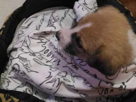 Cachorro ra a Srd idade 2 a 6 meses nome Amora