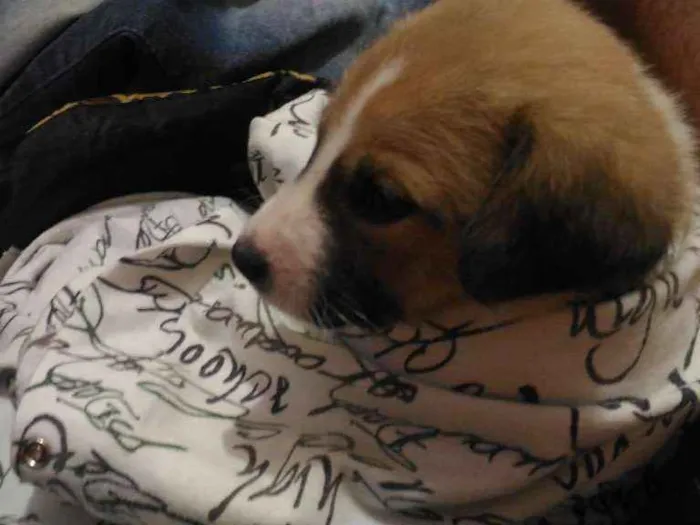 Cachorro ra a Srd idade 2 a 6 meses nome Amora