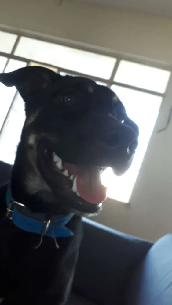 Cachorro raça SRD idade 7 a 11 meses nome Loki