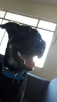 Loki