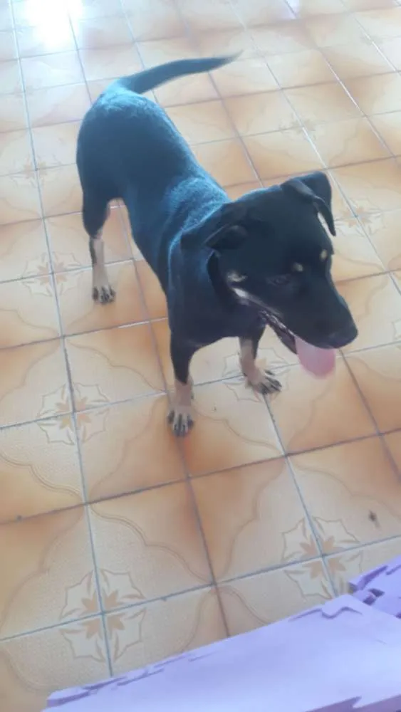 Cachorro raça SRD idade 7 a 11 meses nome Loki
