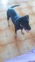 Loki