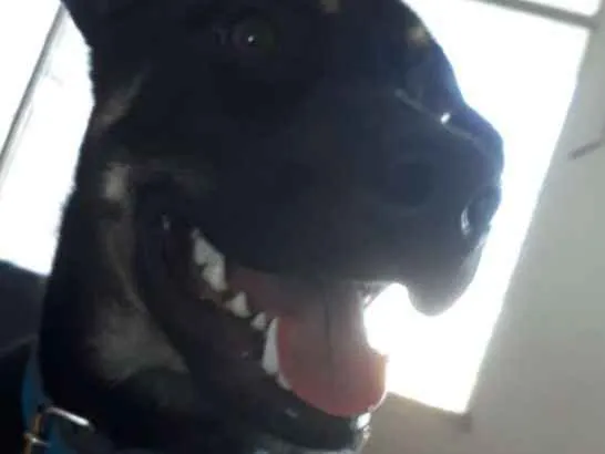 Cachorro raça SRD idade 7 a 11 meses nome Loki