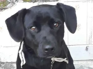 Cachorro raça Labrador com vira lata idade 7 a 11 meses nome Thor