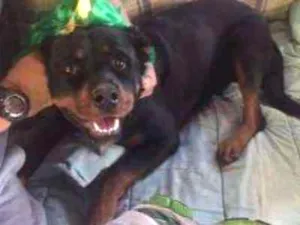Cachorro raça Rottweiler idade 1 ano nome CHARLOTTE