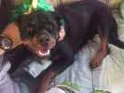 Cachorro raça Rottweiler idade 1 ano nome CHARLOTTE