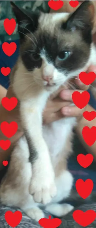 Gato ra a SRD idade 2 a 6 meses nome BABIH