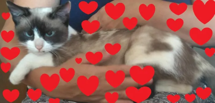 Gato ra a SRD idade 2 a 6 meses nome BABIH