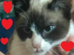 Gato raça SRD idade 2 a 6 meses nome BABIH