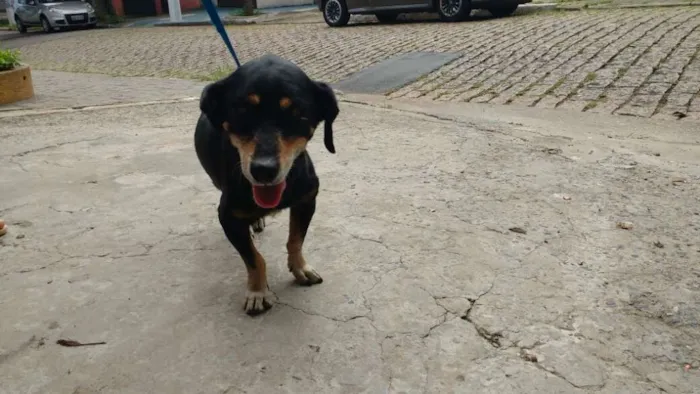 Cachorro ra a SRD idade 6 ou mais anos nome KIQUITO