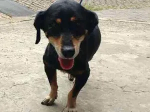 Cachorro raça SRD idade 6 ou mais anos nome KIQUITO