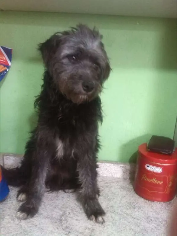Cachorro ra a SRD idade 1 ano nome sem nome
